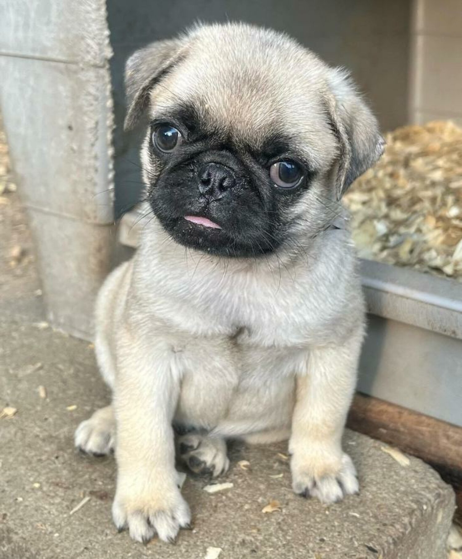 Healthy Pug Puppies Available