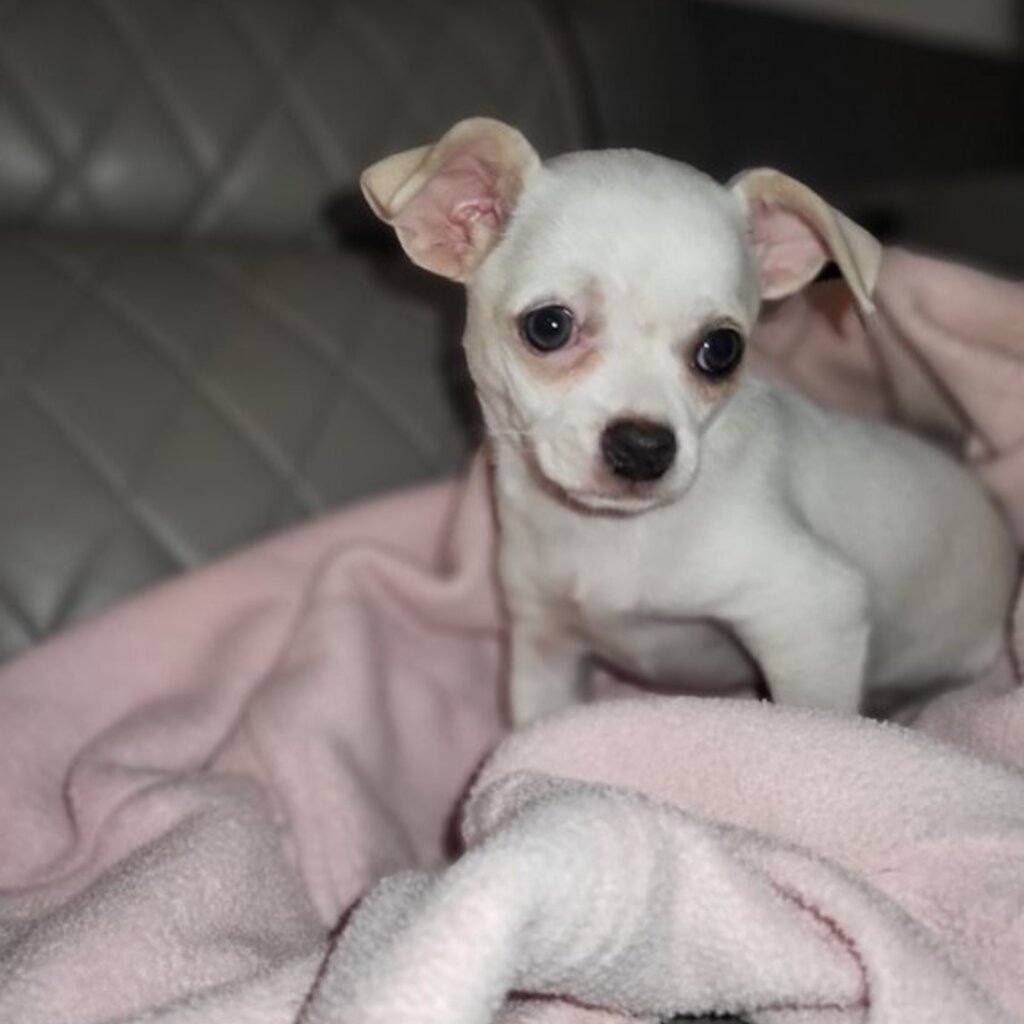 Chihuahua Puppy Looking For Sweet Family Home