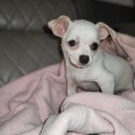 CHIHUAHUA PUPPY LOOKING FOR SWEET FAMILY HOME-0