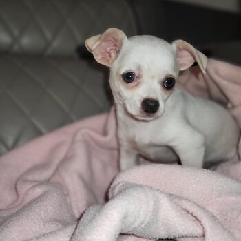 CHIHUAHUA PUPPY LOOKING FOR SWEET FAMILY HOME