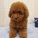 AMAZING TOY POODLE PUPPIES AVAILABLE -2