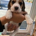 Super adorable beagles puppies.-0