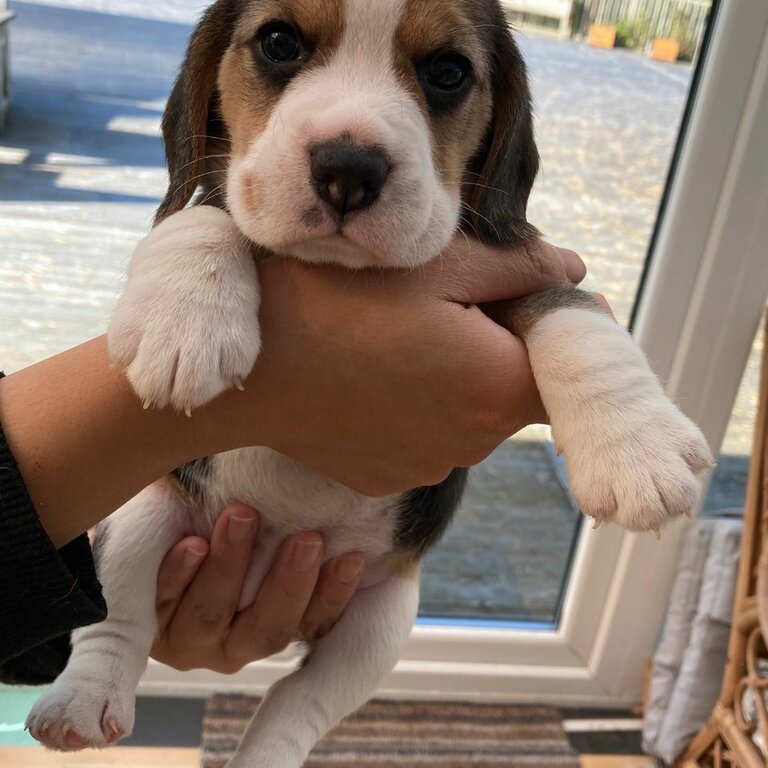 Super adorable beagles puppies.