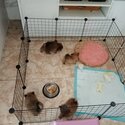 Pomeranian Shih Tzu Crossbreed-1