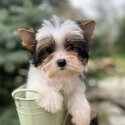 Yorkshire Terrier - Yorkie puppy-3