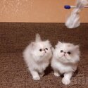 Pure Persian breed kittens for sale.-2