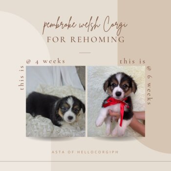 Welsh Corgi (Fluffy type) for rehoming