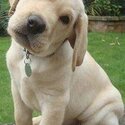   LABRADOR RETRIVER PUPPIES -2