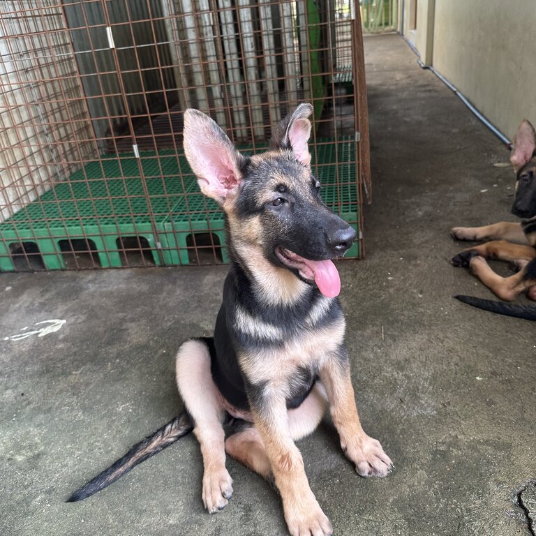 German Shepherd Puppies for sale