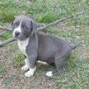 Beautiful males and female Staffordshire Terrier puppies,-0