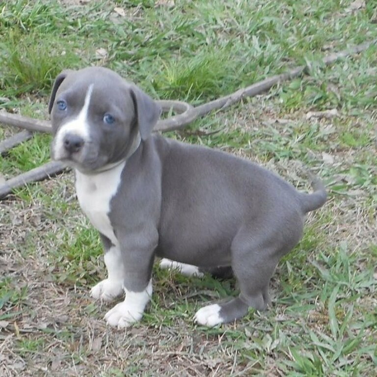 Beautiful males and female Staffordshire Terrier puppies,