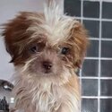 Shih Tzu puppies for rehoming (Male &amp; Female available)-3