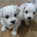 Maltese Puppies-0