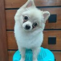 Pomeranians (Male, Bulacan)-2