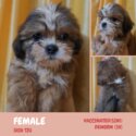 Shih Tzu Puppies-0