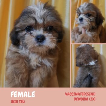 Shih Tzu Puppies