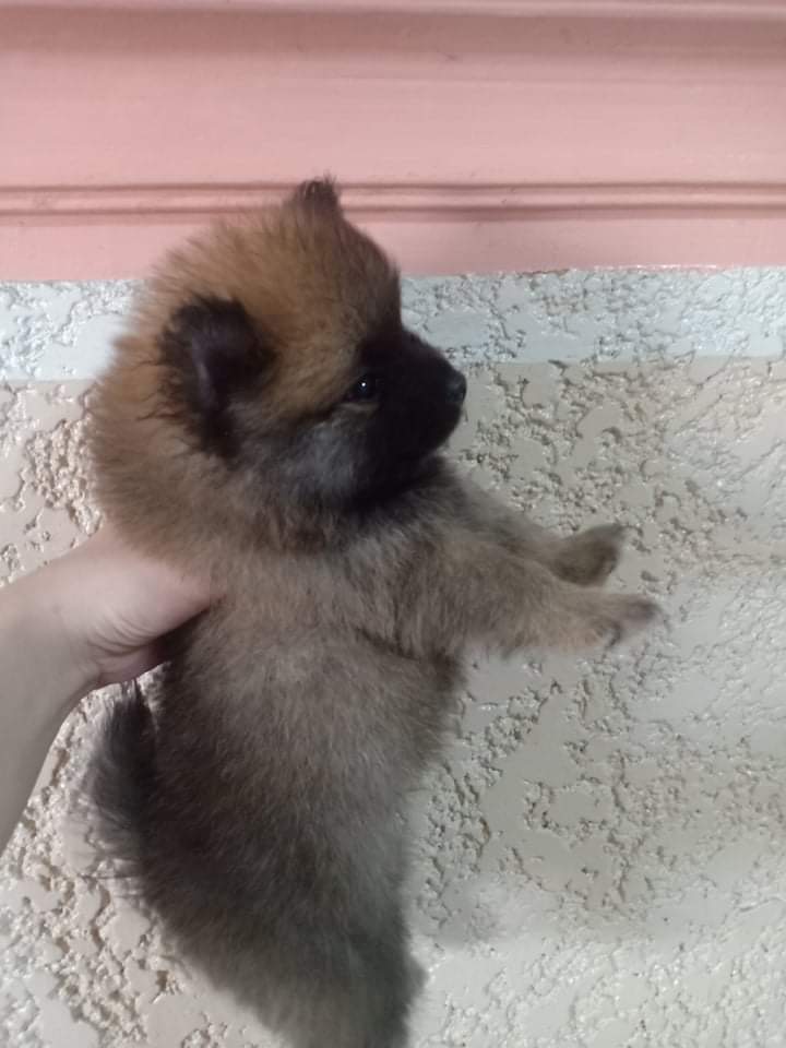 Pomeranian puppies for sale