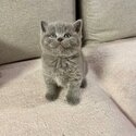 British Shorthair Kittens-1