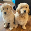 Golden retrievers puppies available-3