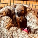 Border Terrier for sale-1