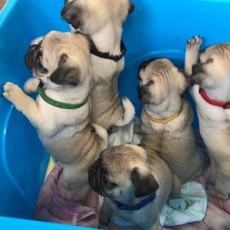 Pug Puppies