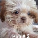 Shih Tzu puppies for rehoming (Male &amp; Female available)-1