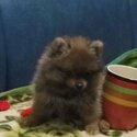 POM puppy 4 SALE-4