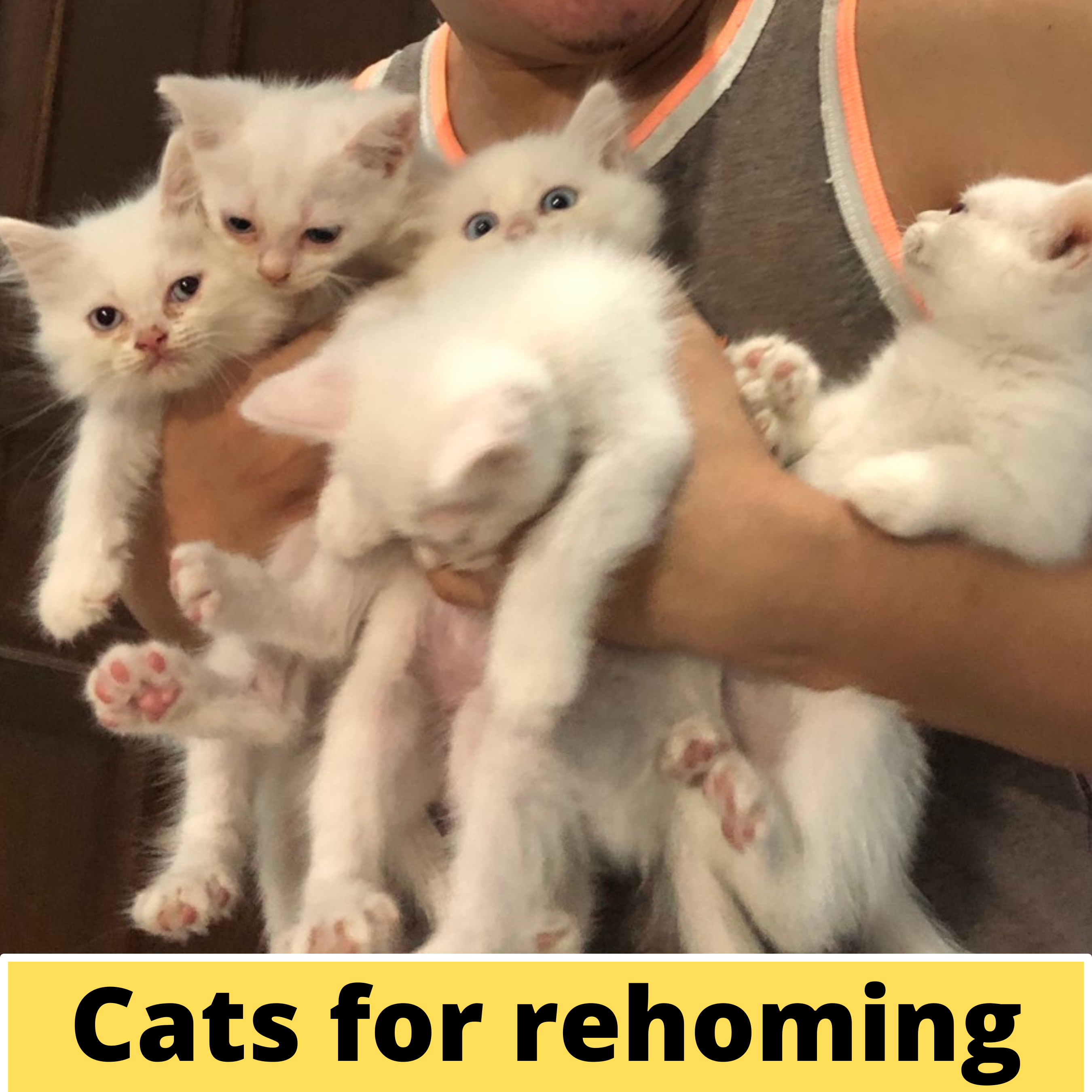 Persian Kittens for Rehoming (7,500 ONLY)