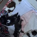 Shihtzu puppies sale-2