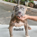 American Bully-4