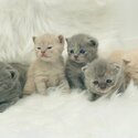 adorable british shorthair kittens for adoption-0