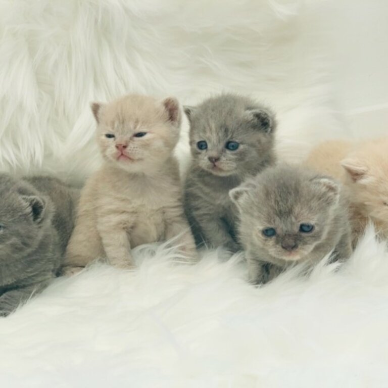 adorable british shorthair kittens for adoption