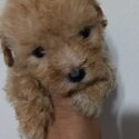 New fur parents for toy poodle puppy-1