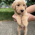 Golden Retriever Puppies-2