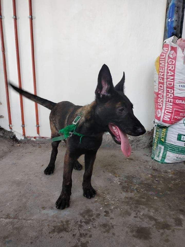 Pure Bred German Malinois Pups for Sale