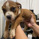 American Bully Puppies-2