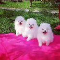 Pomeranian puppies for adoption WhatsApp:   +19513504465 -1