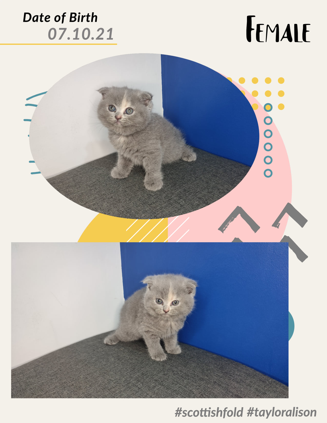 Scottish Fold - Soon for rehoming