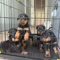 ROTTWEILER FOR SALE CONTACT ME FB/IG: heskingjc-0