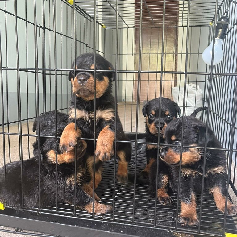 ROTTWEILER FOR SALE CONTACT ME FB/IG: heskingjc