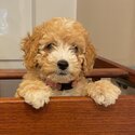 Beautiful Cavoodle puppies for sale-3