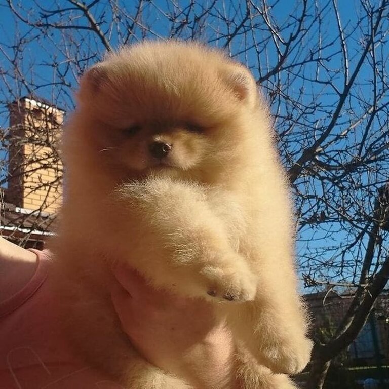 Two Awesome T-Cup Pomeranian Puppies