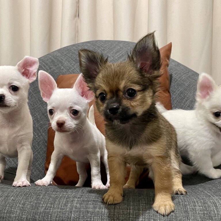 Chihuahua