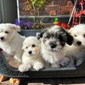 Adorable mini Havachon puppies-0