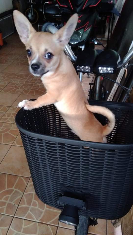 Pet for sale - pure breed chihuahua,male