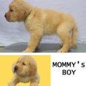 Golden Retriever Puppies in Bacoor-5