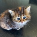 Savannah Kittens for adoption-0