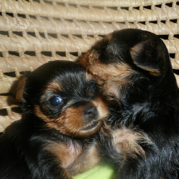 Adorable Yorkshire Terrier Puppies