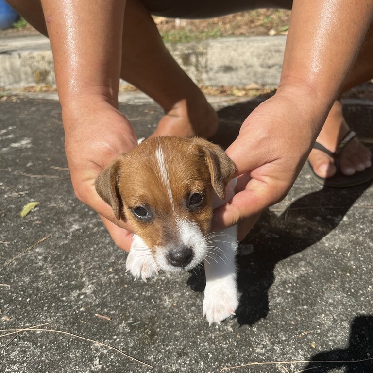 JRT Pure Breed