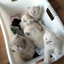 Cute Ragdoll Kittens-2